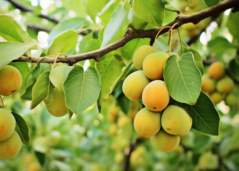 高清的图片绿色的树叶清新水果电商产品拍摄,高清,摄影图,摄影图片,图片大全,摄影图免费下载